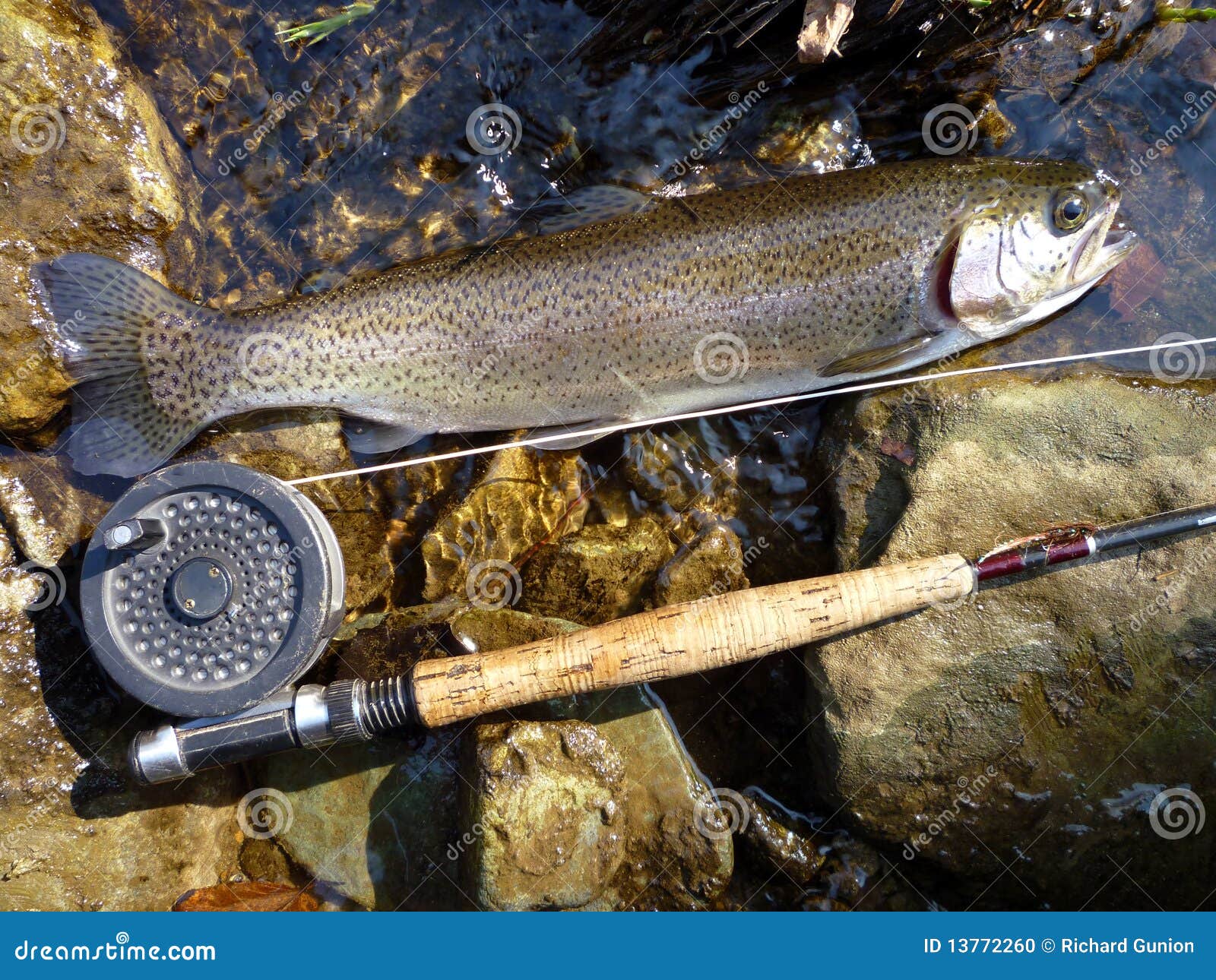 2,366 Trophy Trout Stock Photos - Free & Royalty-Free Stock Photos from  Dreamstime