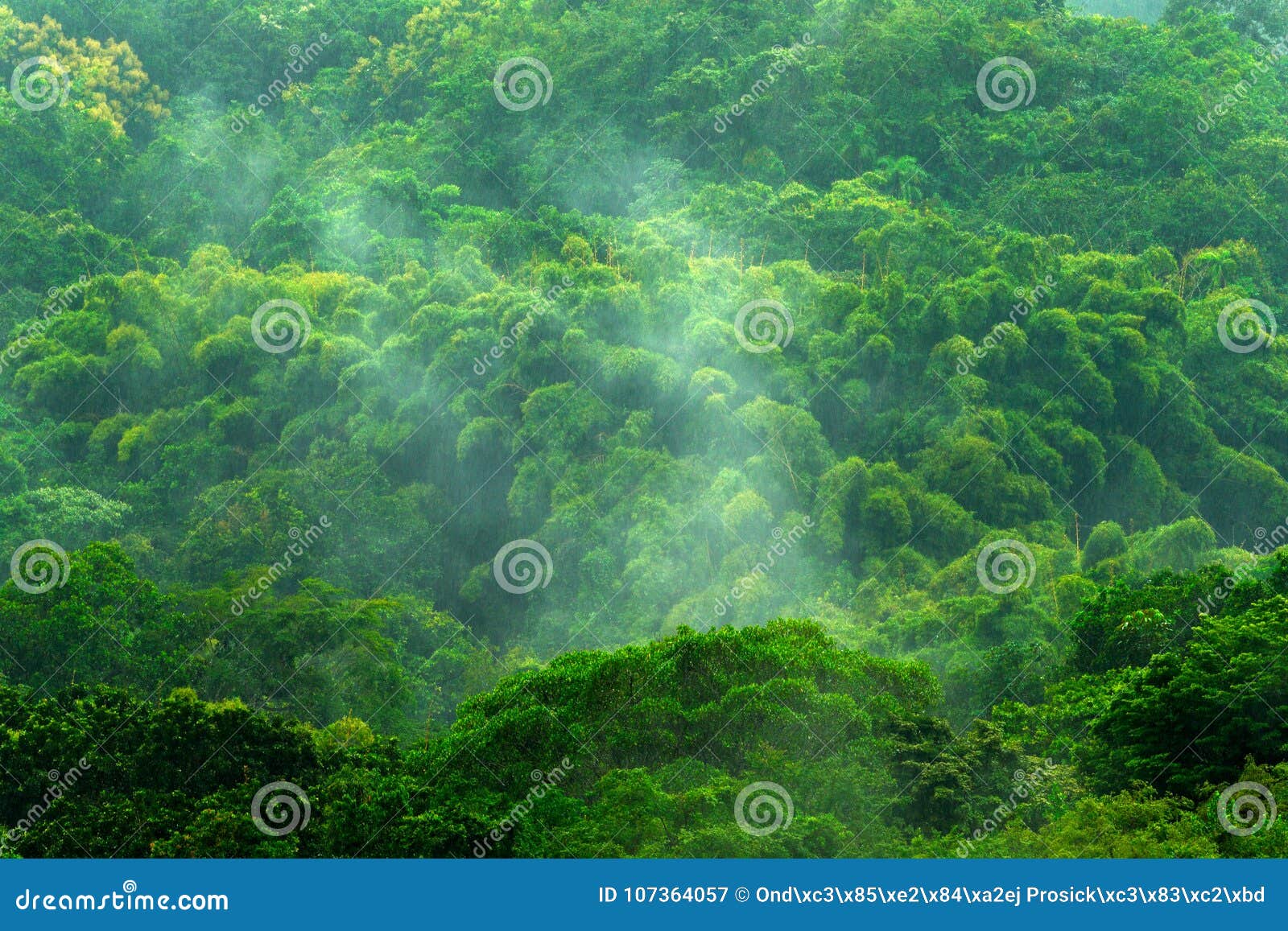 tropic forest during rainy day. green jungle landscape with rain and fog. forest hill with big beautiful tree in santa marta, colo