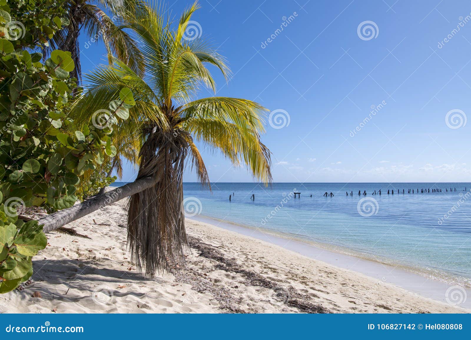 tropical vegetation with bowed palm and clear sea