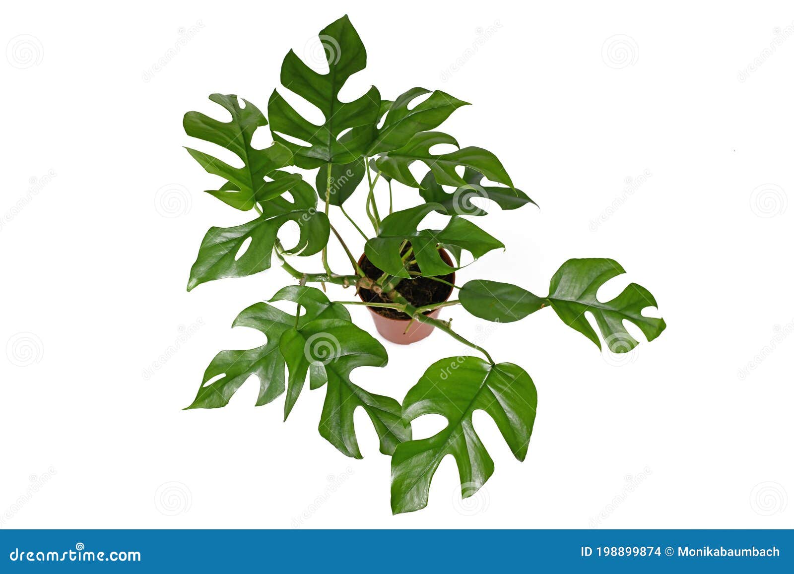 Растение С Крупными Листьями Фото