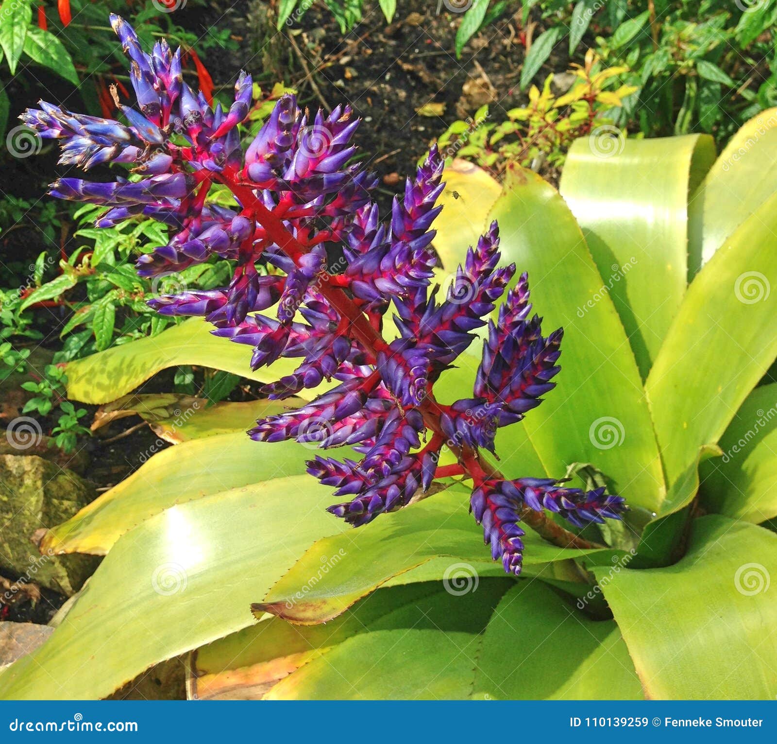 A Tropical Aechmea Blue Tango Flower Stock Image - Image of gardening,  bright: 110139259