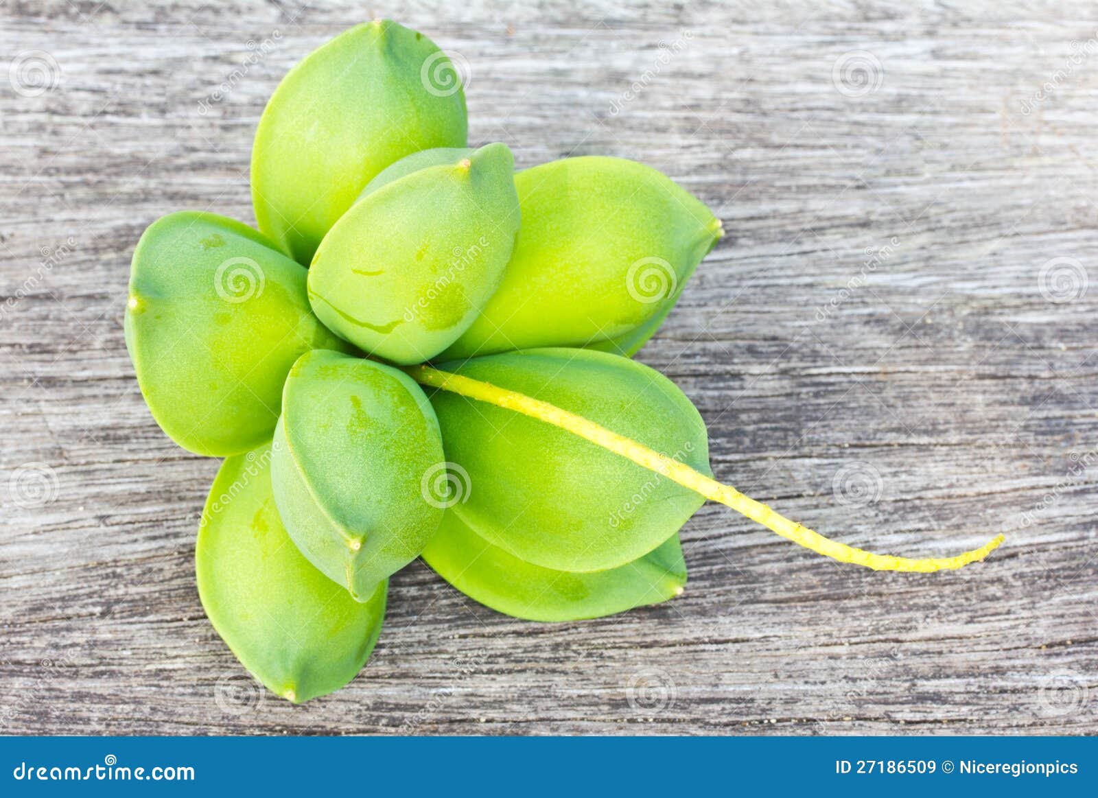 Tropical almond fruits. stock image. Image of closeup 27186509