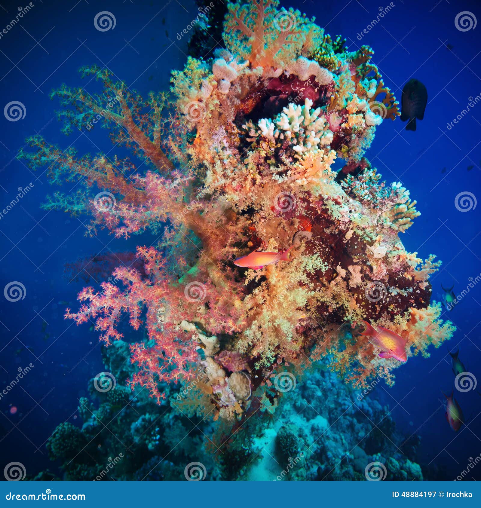 Tropical Anthias Fish with Net Fire Corals Stock Image Image of