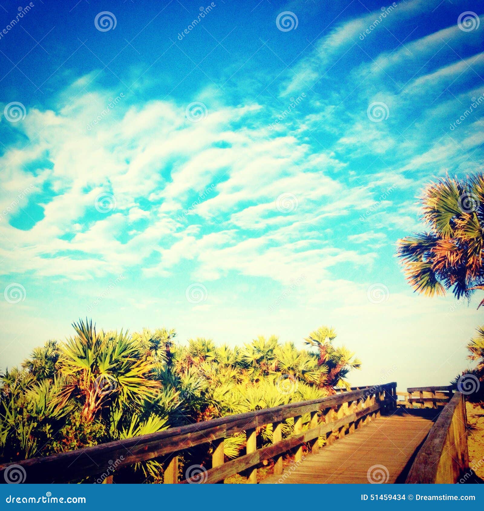 tropical background