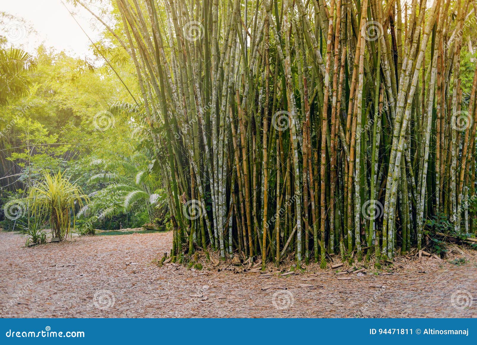 Tropical Bamboo Forest in Trinidad and Tobago Stock Image Image of