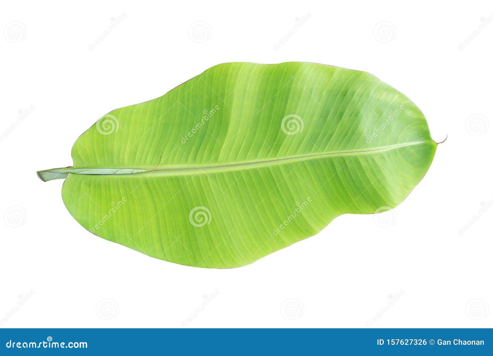 Banana Leaf Isolated on White Background Stock Photo - Image of green