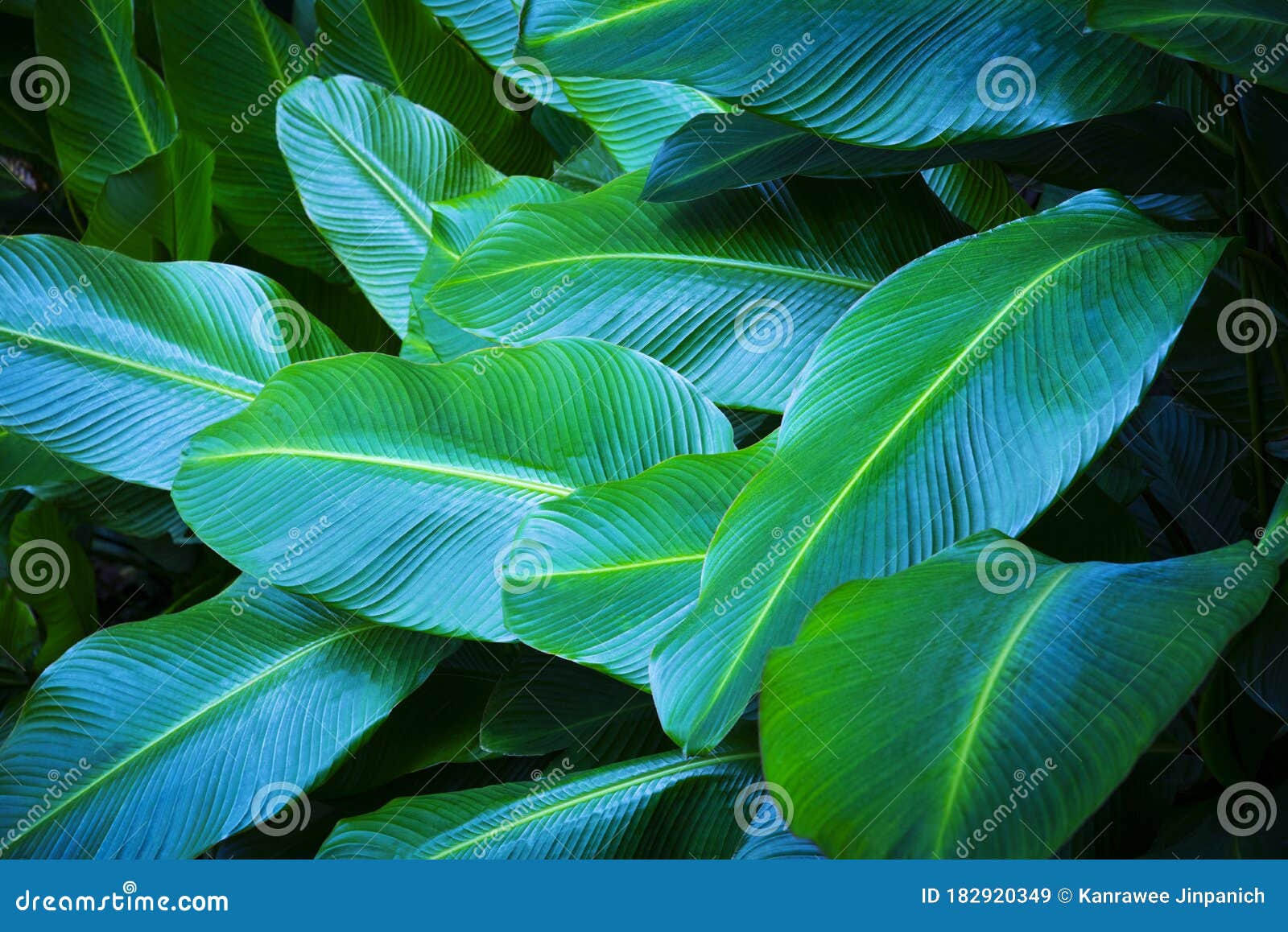 Tropical Banana Leaf Texture, Large Palm Foliage Nature Dark Green in