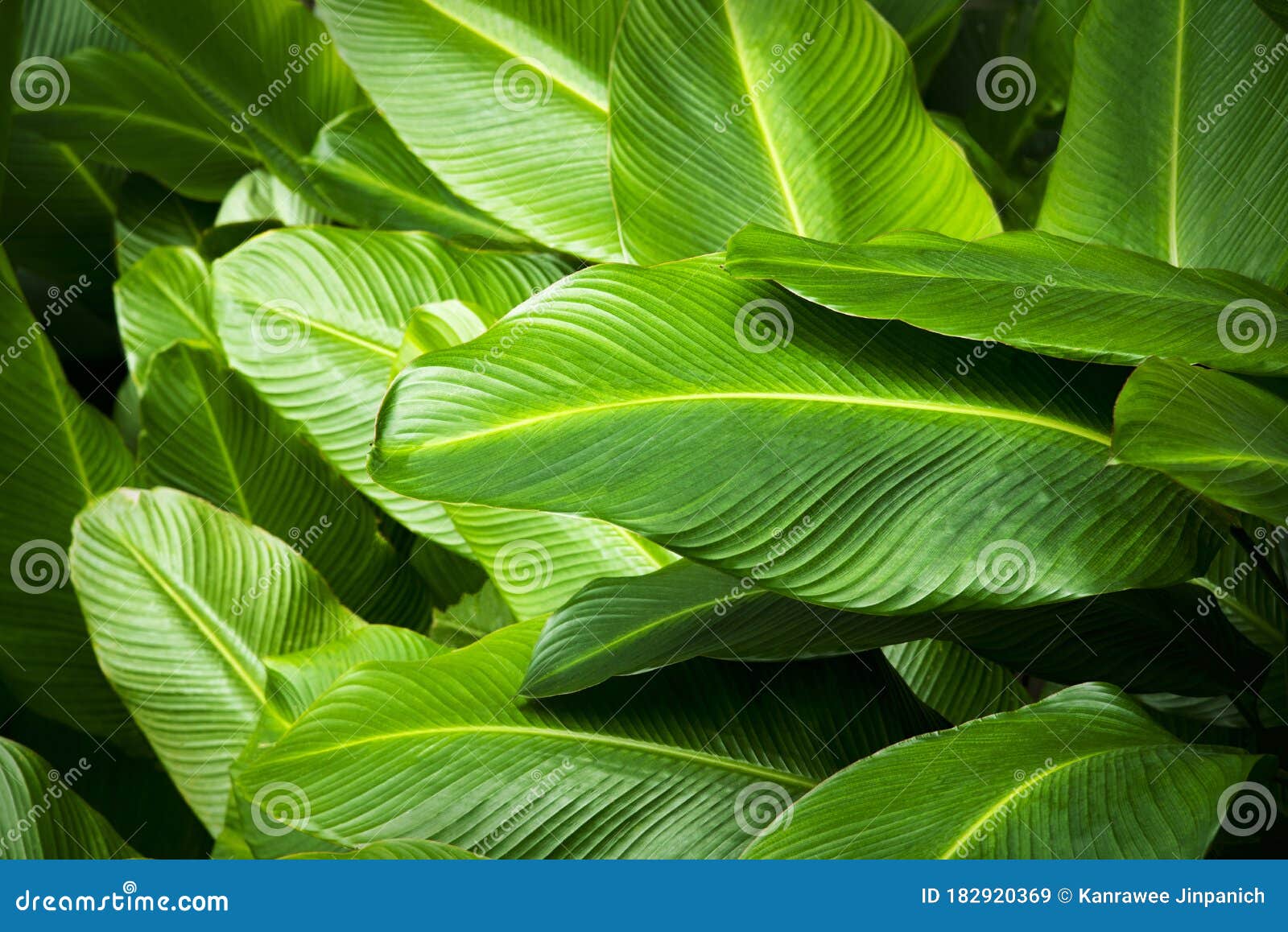 Tropical Banana Leaf Texture, Large Palm Foliage Nature Dark Green in