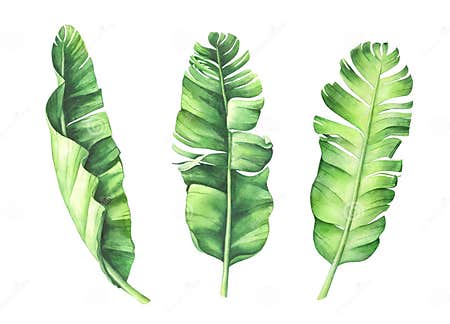 Tropical banana leaves set stock illustration. Illustration of nature ...