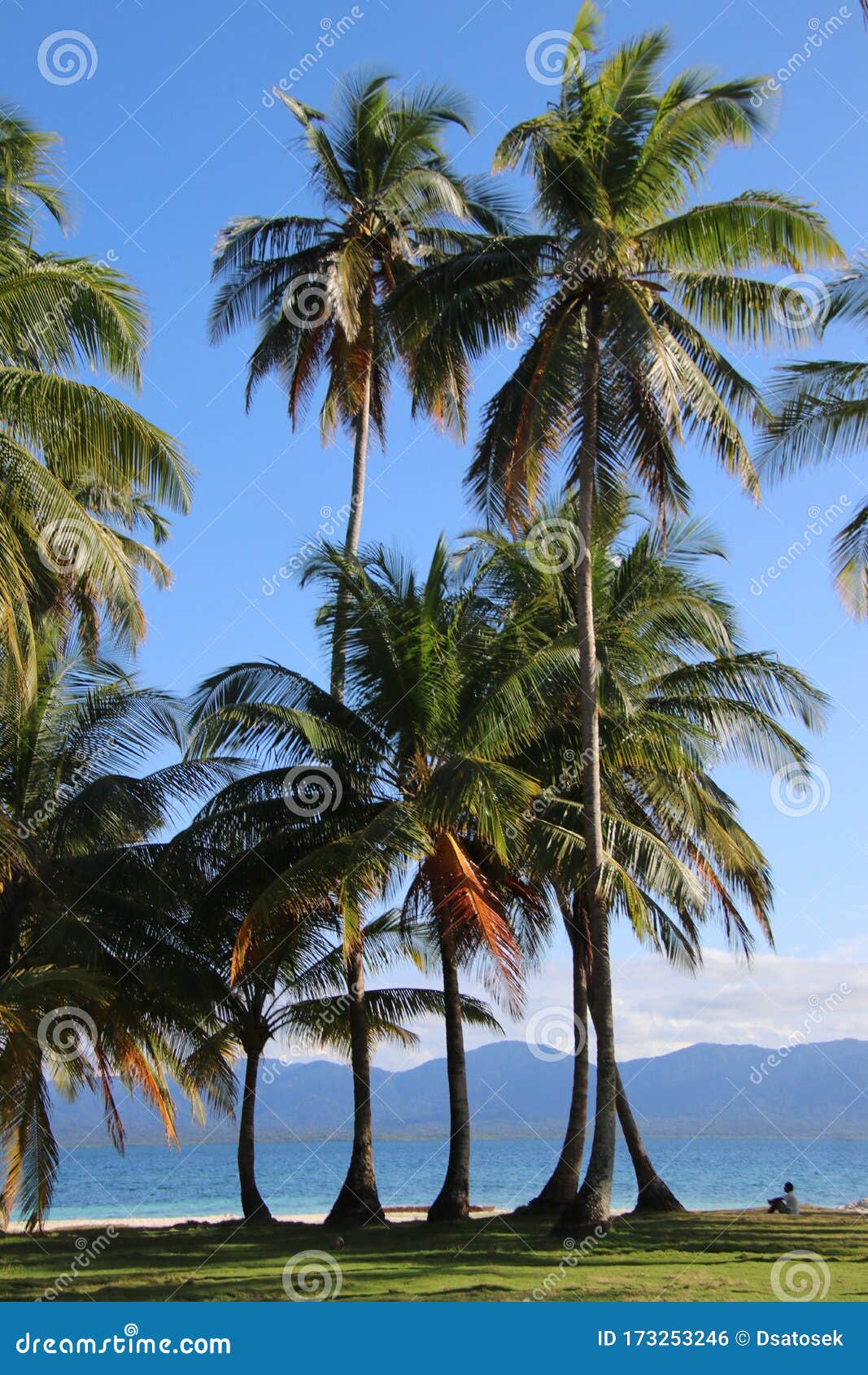 Tropical Beach and Coconut Trees Stock Photo - Image of islandsnblue ...