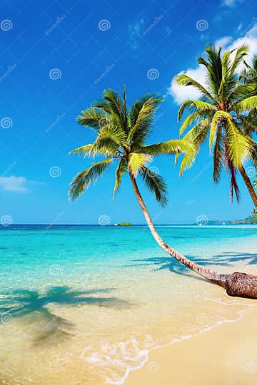 Tropical Beach, Kood Island, Thailand Stock Photo - Image of palmtree ...