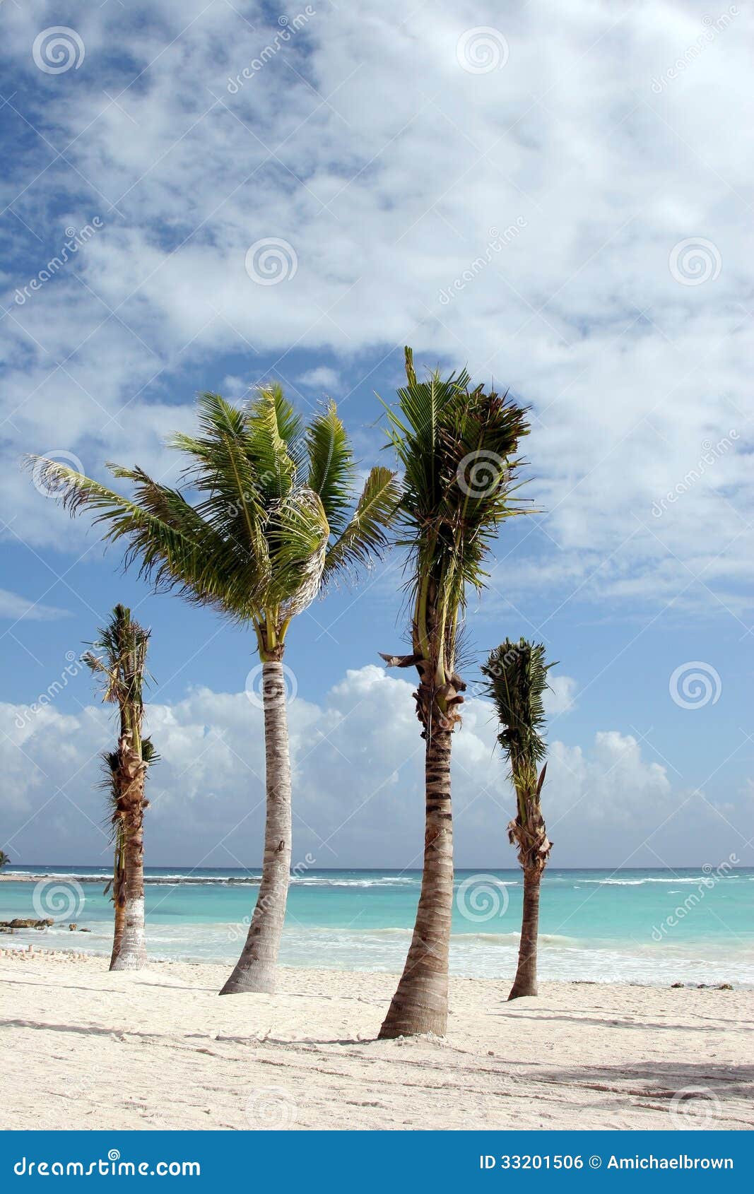Mexico Tropical Beach Landscape with Palm Trees Stock Photo Image of