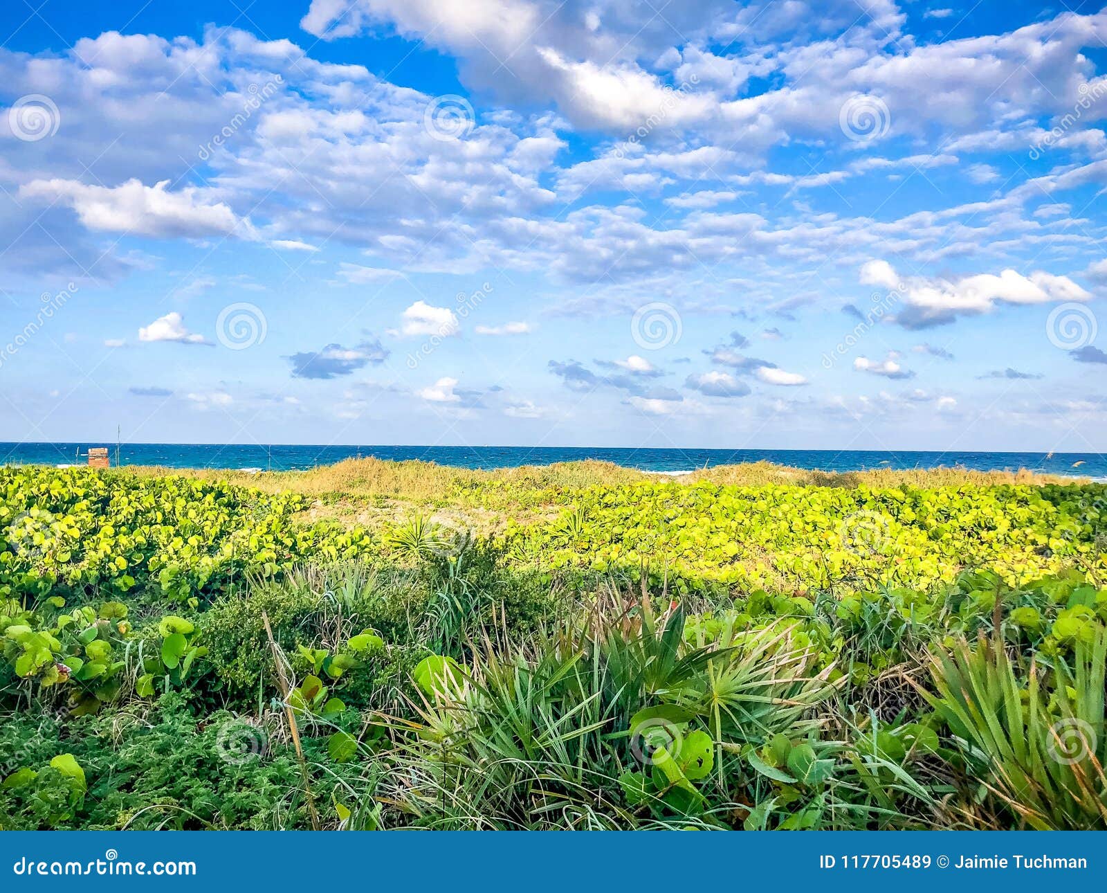 Tropical Beach Plants in Florida Stock Image Image of blue, coast