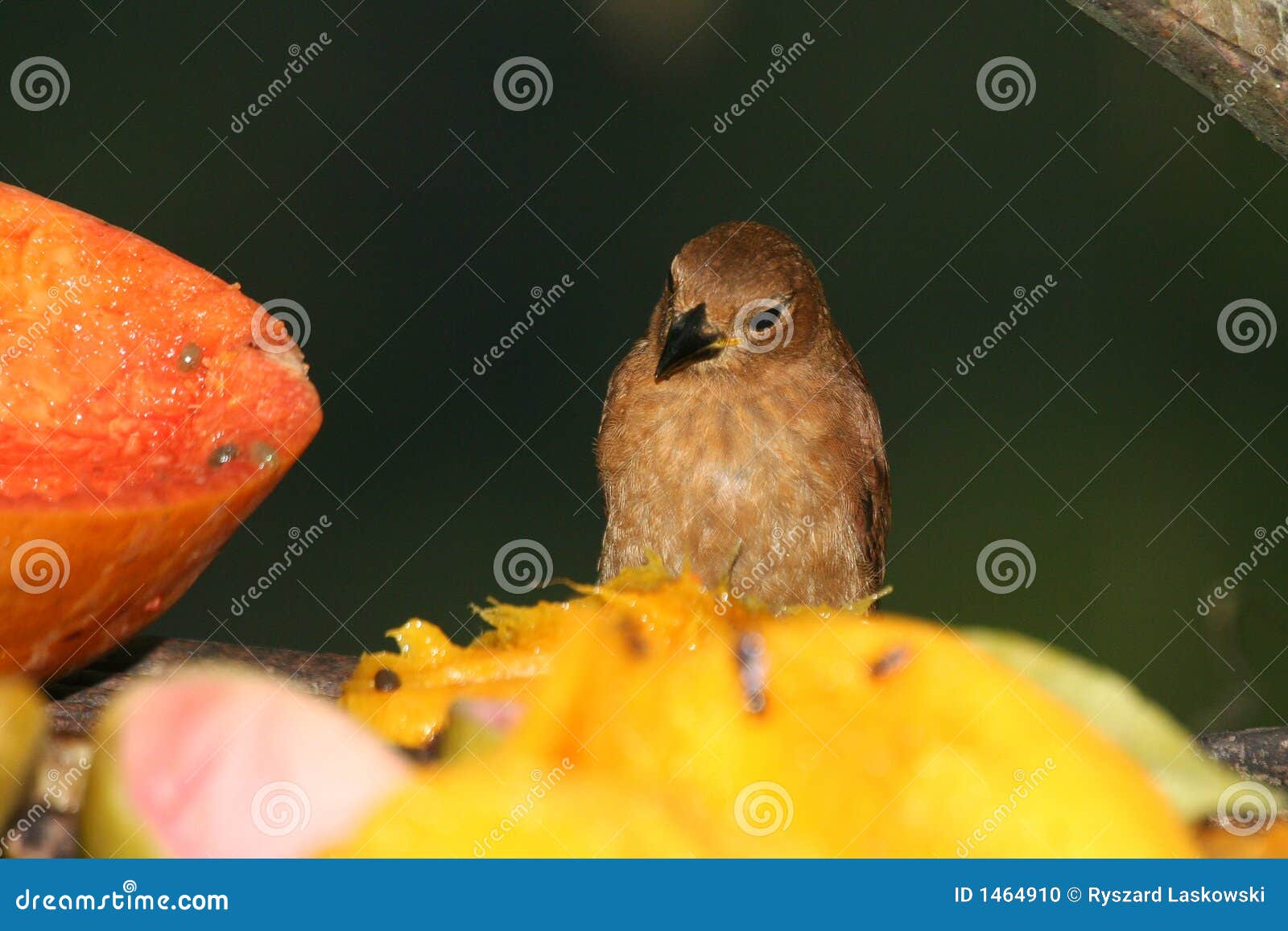 Tropical bird 3. Tropical bird eating papaya (Henri Pittier National Park, Venezuela)