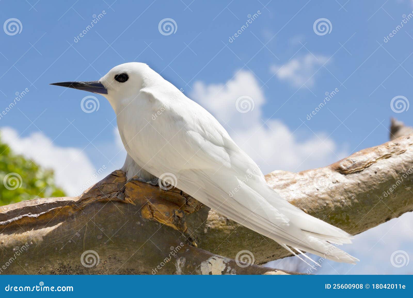 Tropical Bird Sounds Free Download Tropical Bird Sounds Free Download