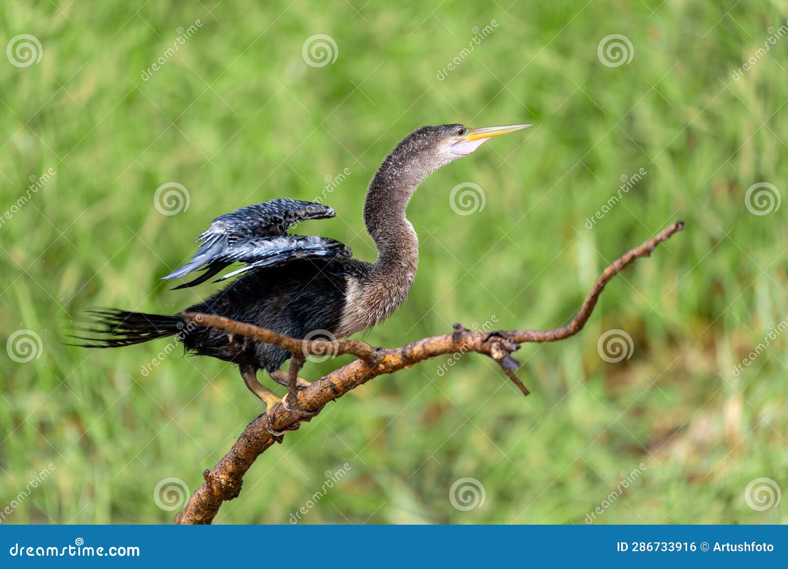 snakebird, darter, american darter, or water turkey, anhinga anhinga, costa rica