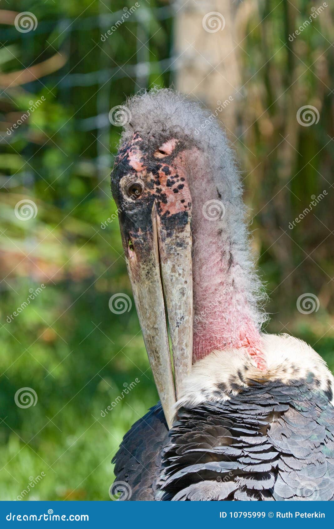 Tropical Bird in Zoo, Tampa Stock Image Image of florida, large 10795999