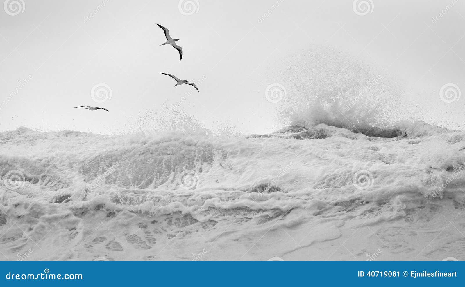 tropical birds over wind blown waves