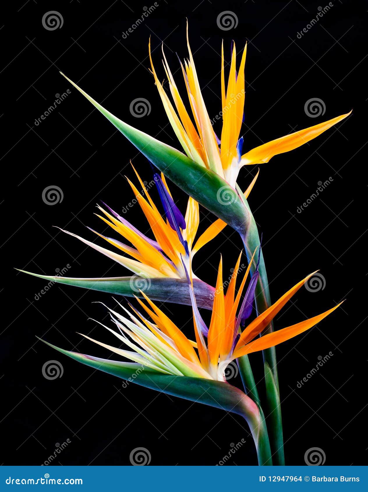Tropical Blooms 2 stock photo. Image of beauty, blooming 12947964