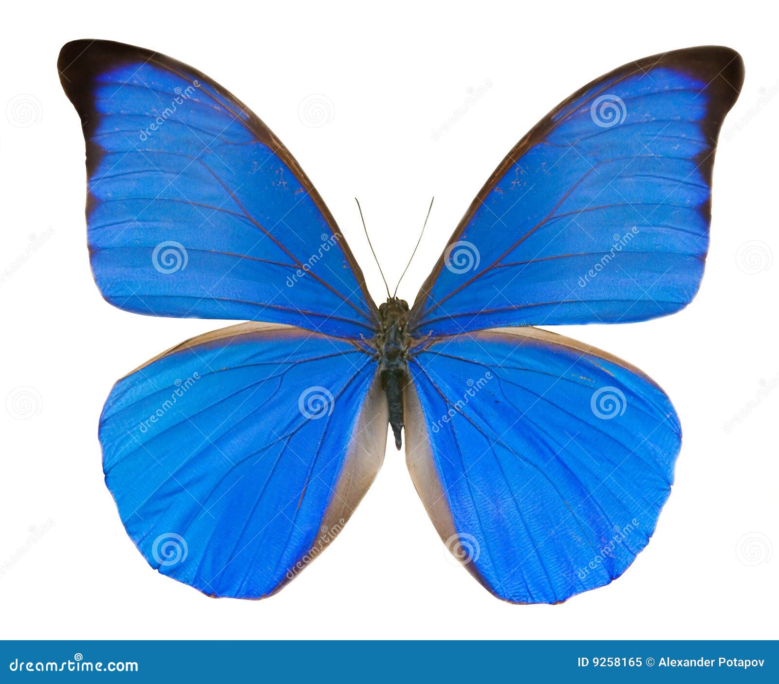 Tropical blue butterfly stock image. Image of design, animal 9258165