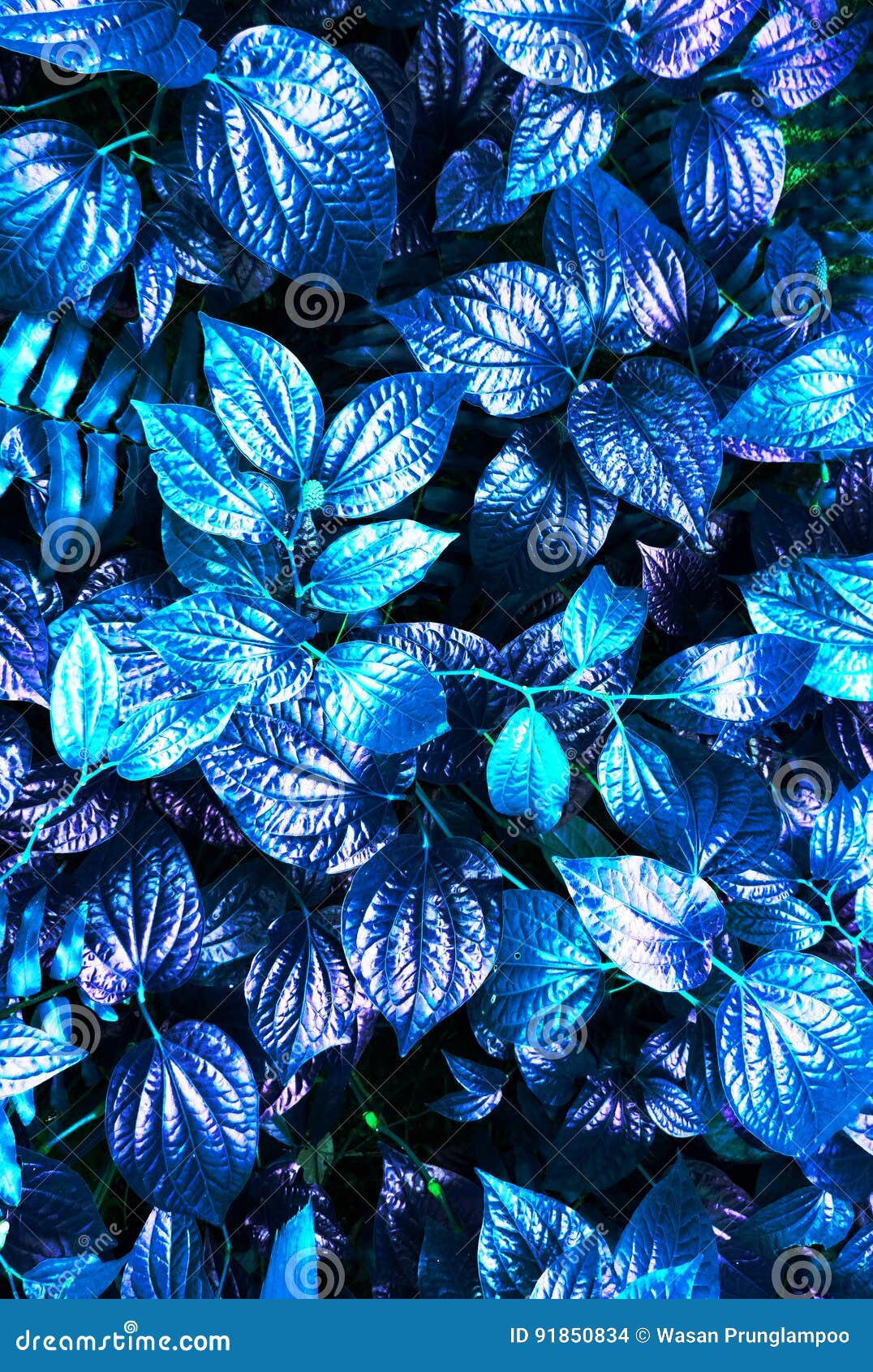 Tropical blue leaf stock photo. Image of dark, grass - 91850834