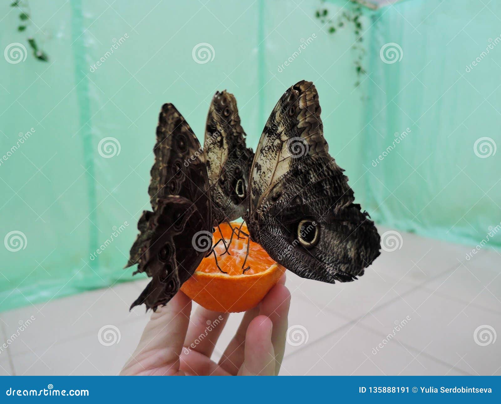 Tropical Butterflies Eat an Orange from the Hands of Man Stock Image