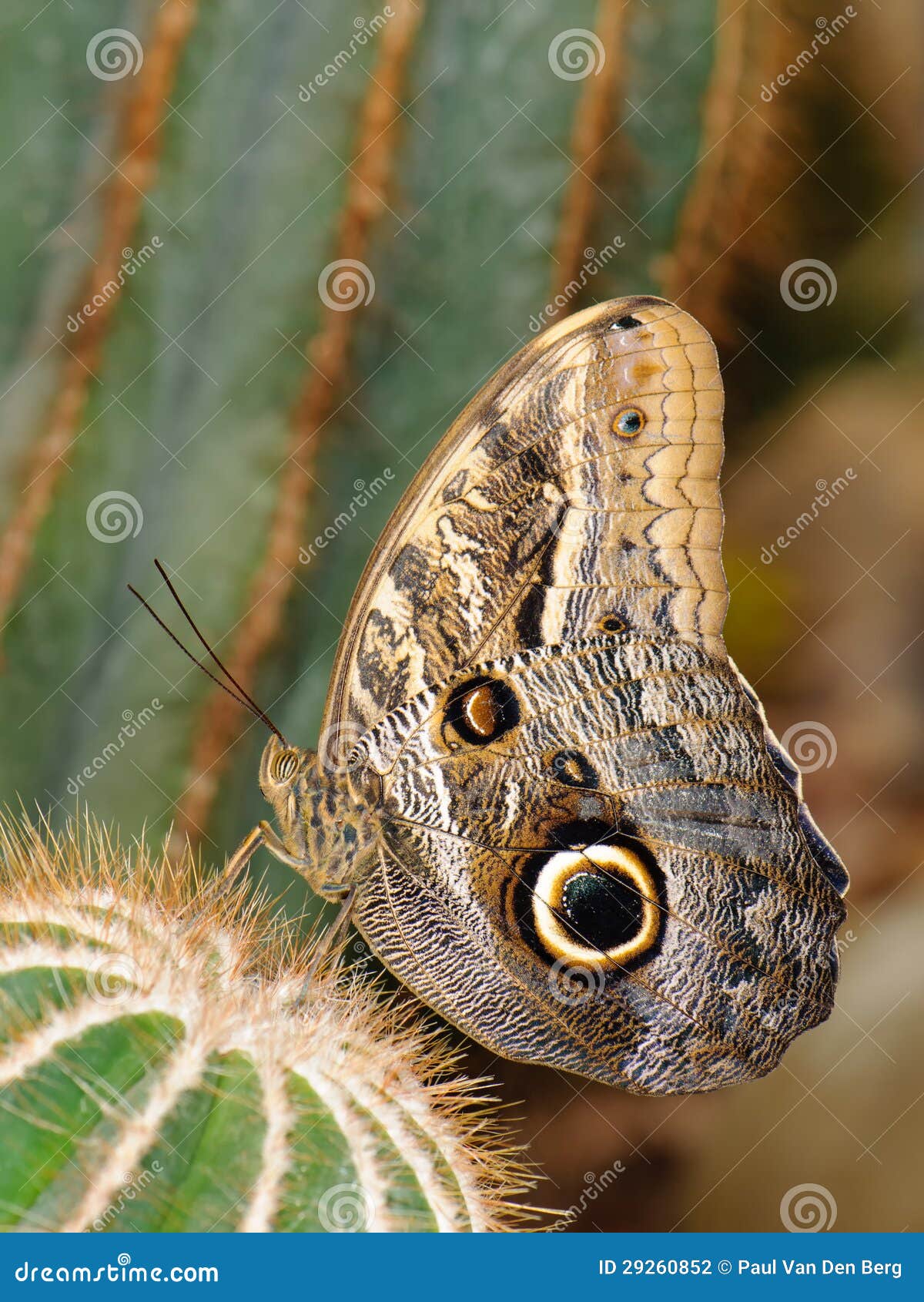 Tropical Butterfly on Cactus Stock Photo Image of insect