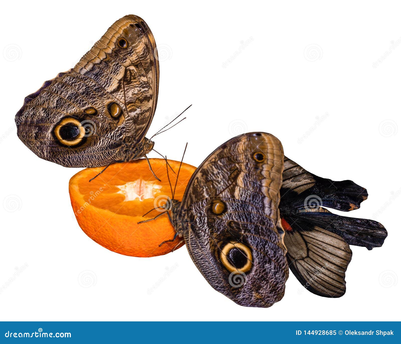 Tropical Butterfly Eating Perched on Orange Slice Isolated on White
