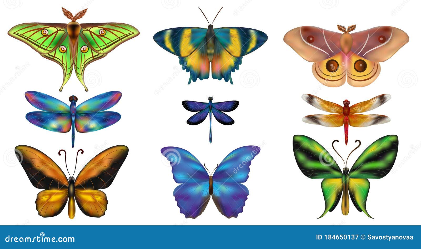 Tropical Butterfly Set stock illustration. Illustration of beauty ...