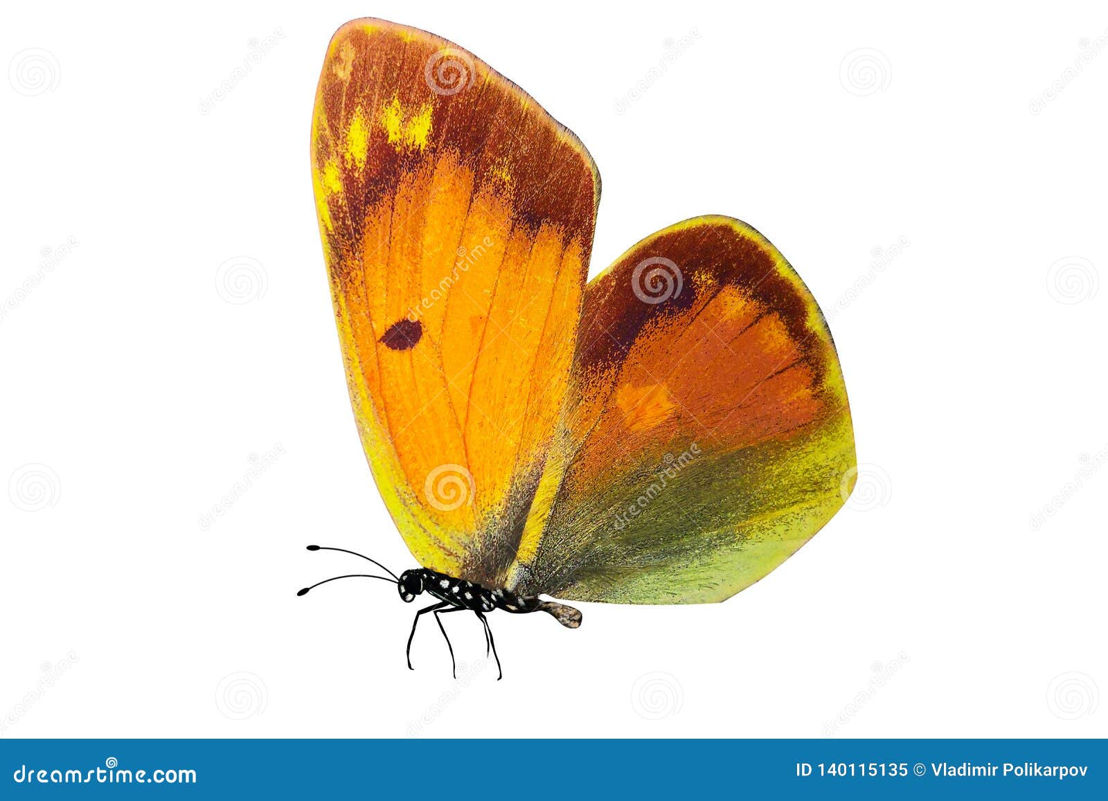 Tropical Butterfly with Yellow and Green Wings Stock Illustration
