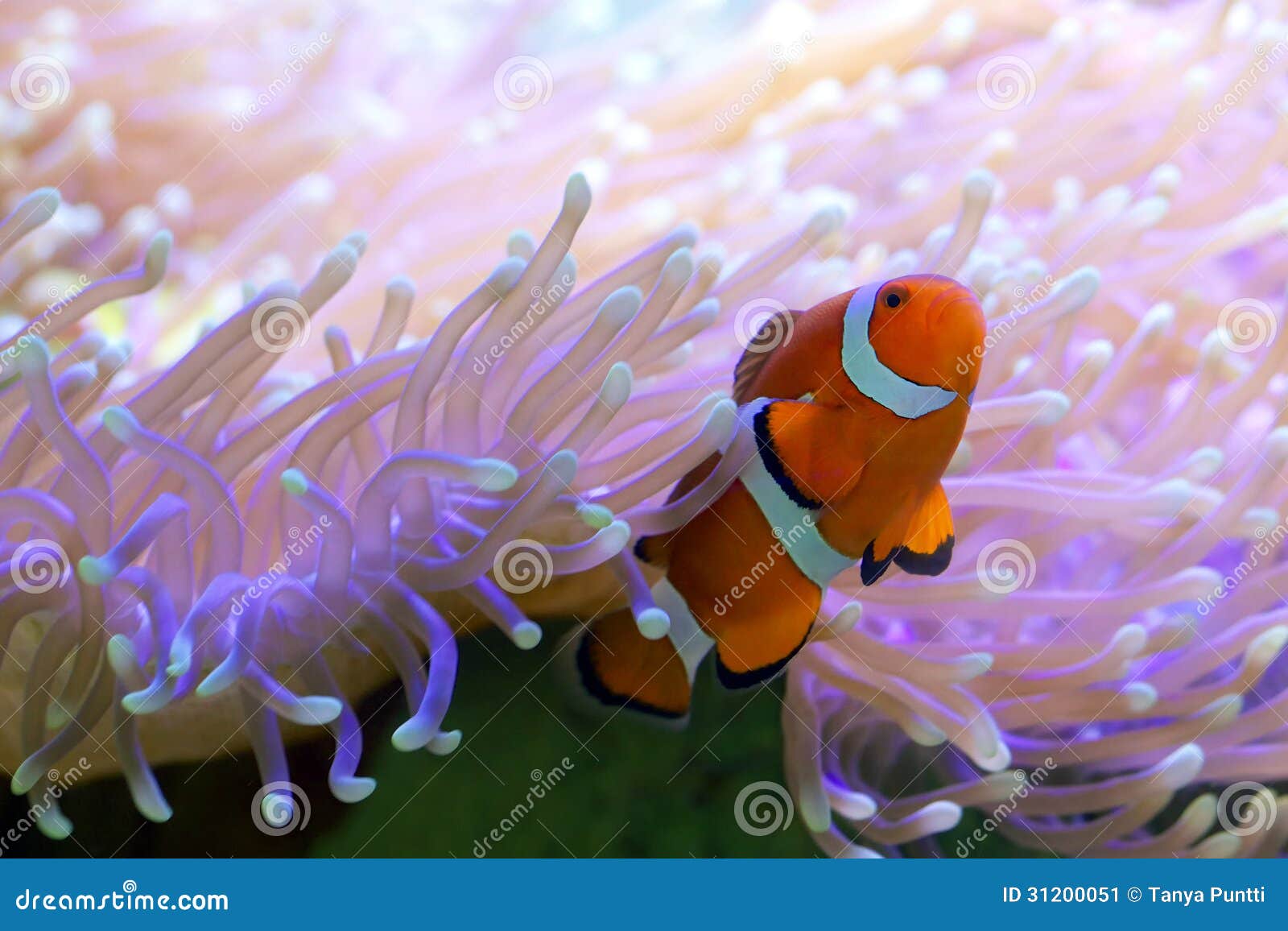 clown fish on great barrier reef