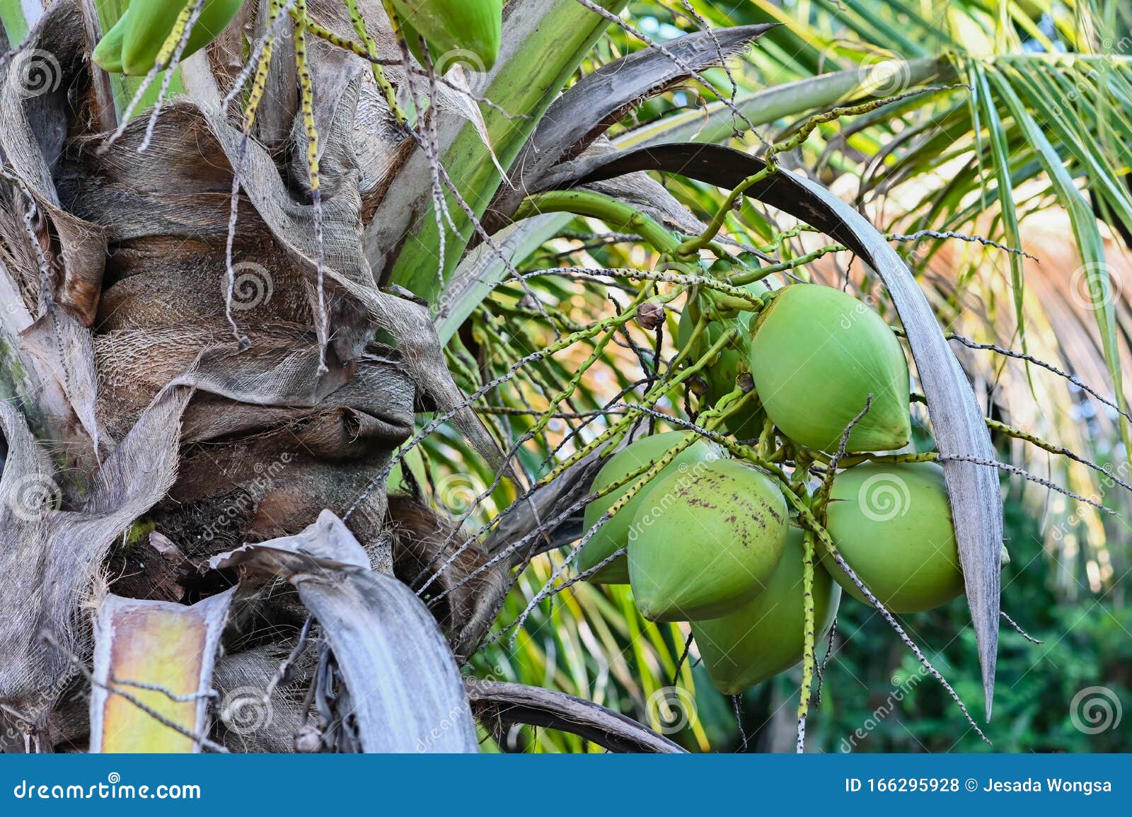 Tropical Coconuts Fruit on Coconuts Tree Plant Close Up Stock Photo