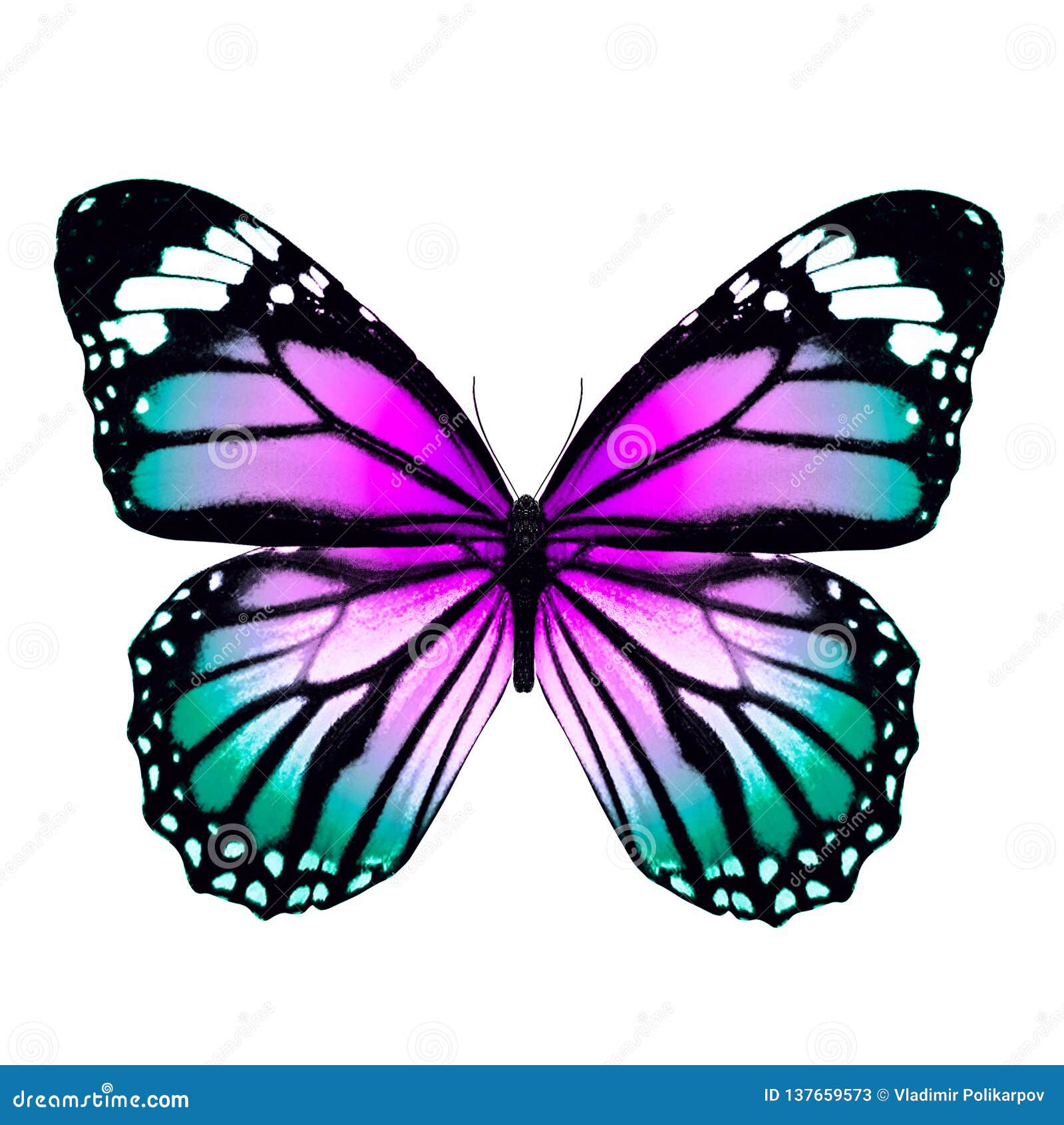20 Rainbow Butterfly Wing Photos   Free & Royalty Free Stock ...