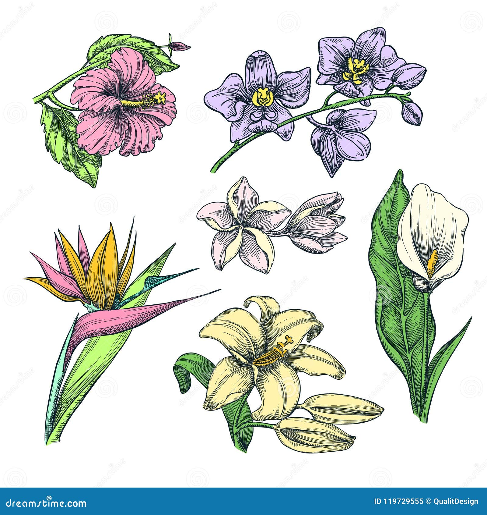 Free Tropical Flower Drawings Download Free Tropical Flower Drawings png  images Free ClipArts on Clipart Library