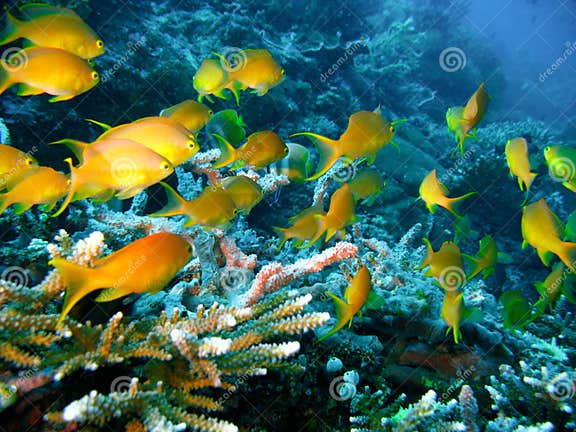 Tropical coral reef fish stock image. Image of color, drift - 4489895