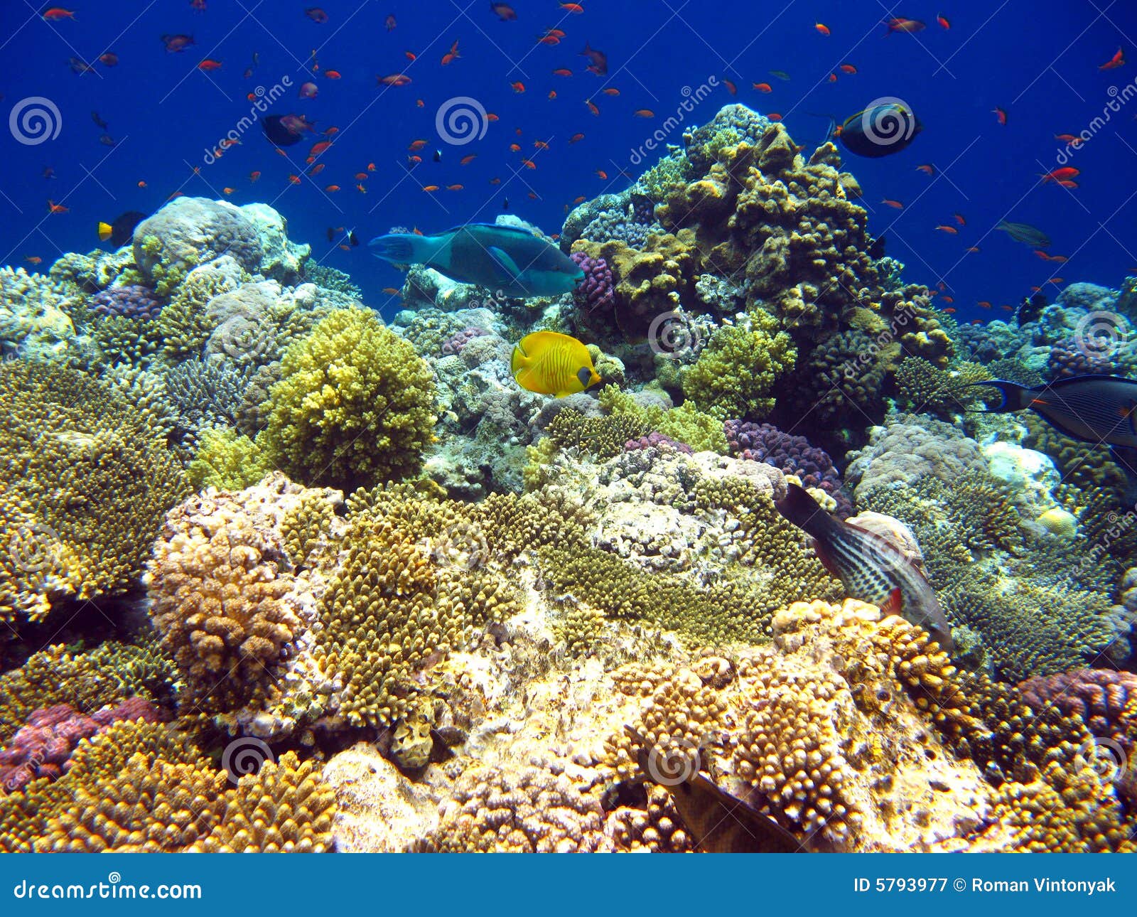 Tropical Coral Reef in Red Sea Stock Image - Image of summer, nature ...