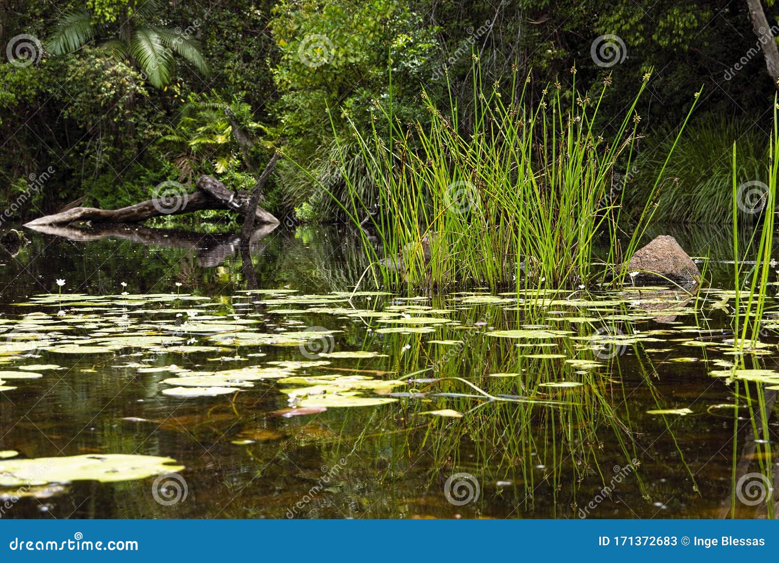 tropical creek with palms reeds and reflections
