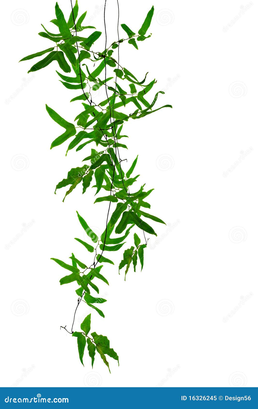 Tropical creepers stock image. Image of space, natural 16326245