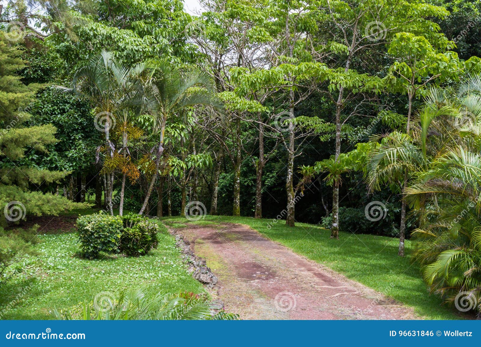 Tropical Driveway in Costa Rica Stock Photo - Image of jungle ...