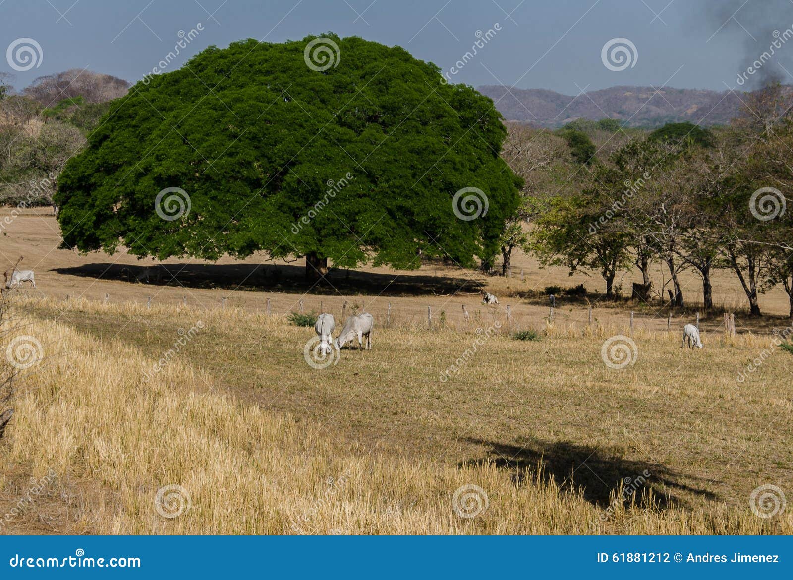 the tropical dry planes