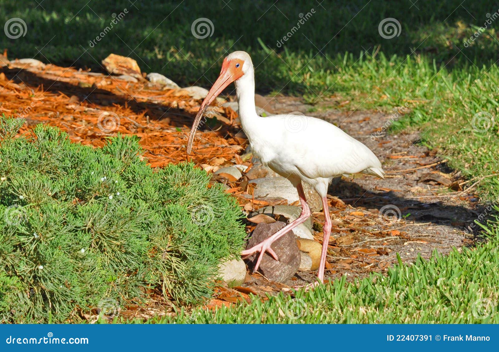 Tropical Egret Herring Bird Poses Stock Image Image of fish, decorate