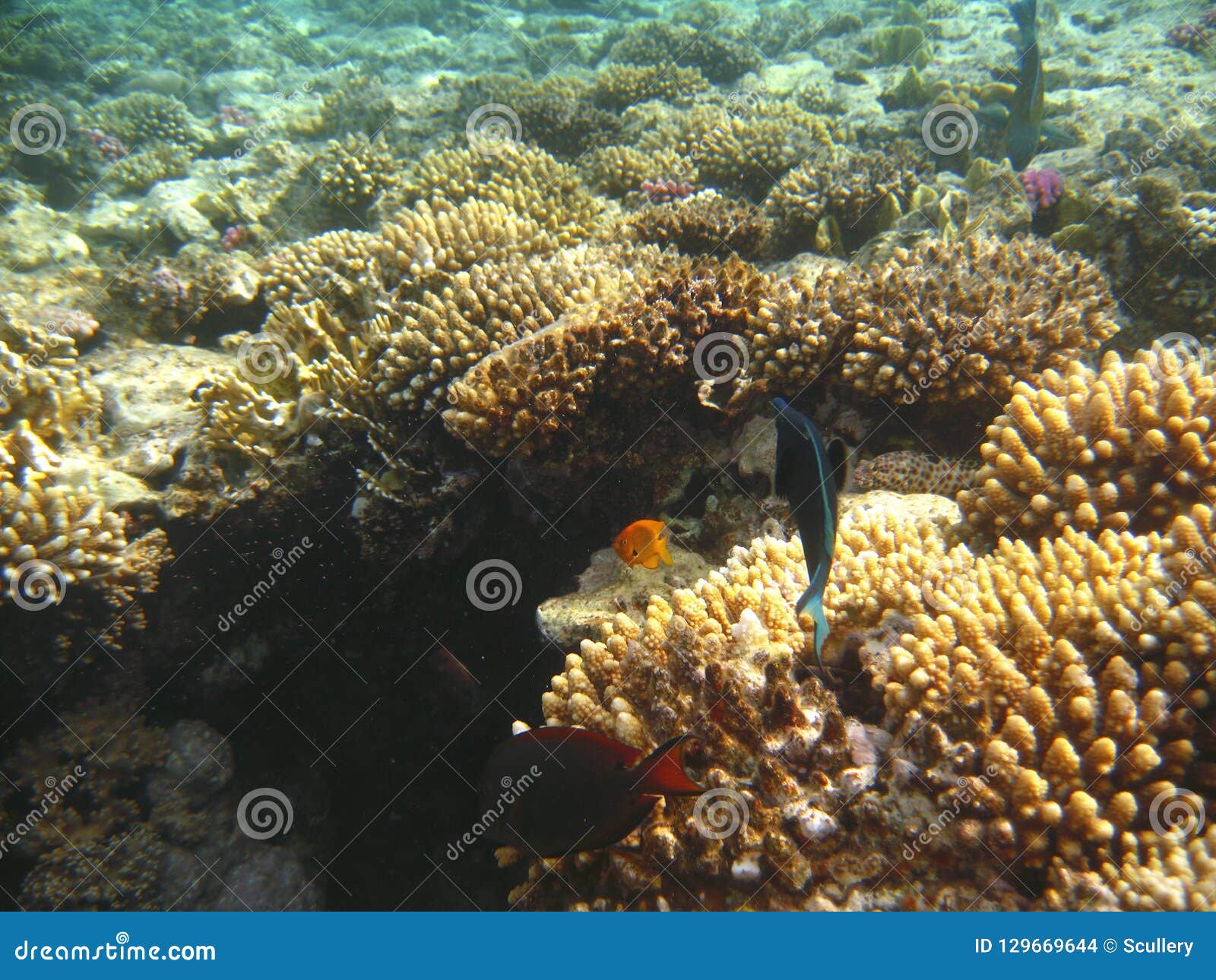 Tropical Exotic Fish Pomacentrus Sulfureus Underwater of Red Sea Stock ...