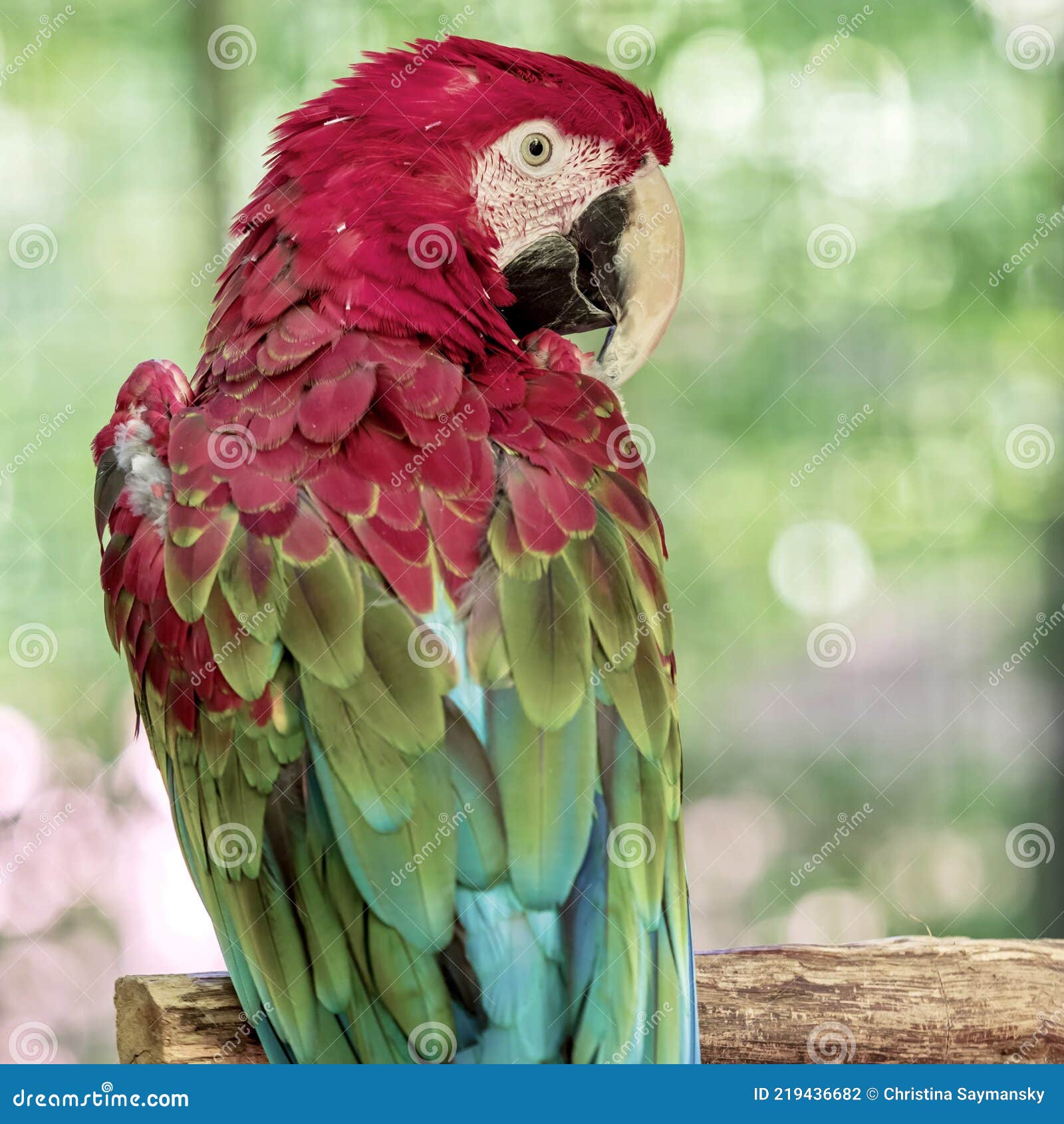 Tropical, Exotic, Talking, Macaw, Parrot, Bird, Wildlife Animal, Perched in  Nature with Vibrant Colors and Eyes Looking at You Stock Photo - Image of  avian, tropical: 219436682