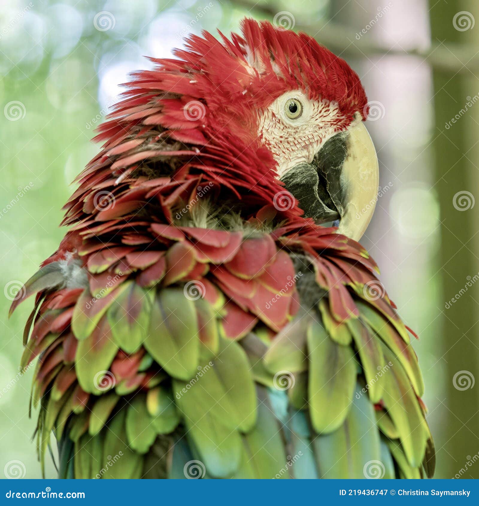 Tropical, Exotic, Talking, Macaw, Parrot, Bird, Wildlife Animal, Perched in Nature with Vibrant Colors and Eyes Looking at You Stock Image - Image of feathers, nature: 219436747 Tropical, Exotic, Talking, Macaw, Parrot, Bird, Wildlife Animal, Perched in Nature with Vibrant Colors and Eyes Looking at You Stock Image - Image of feathers, nature: 219436747