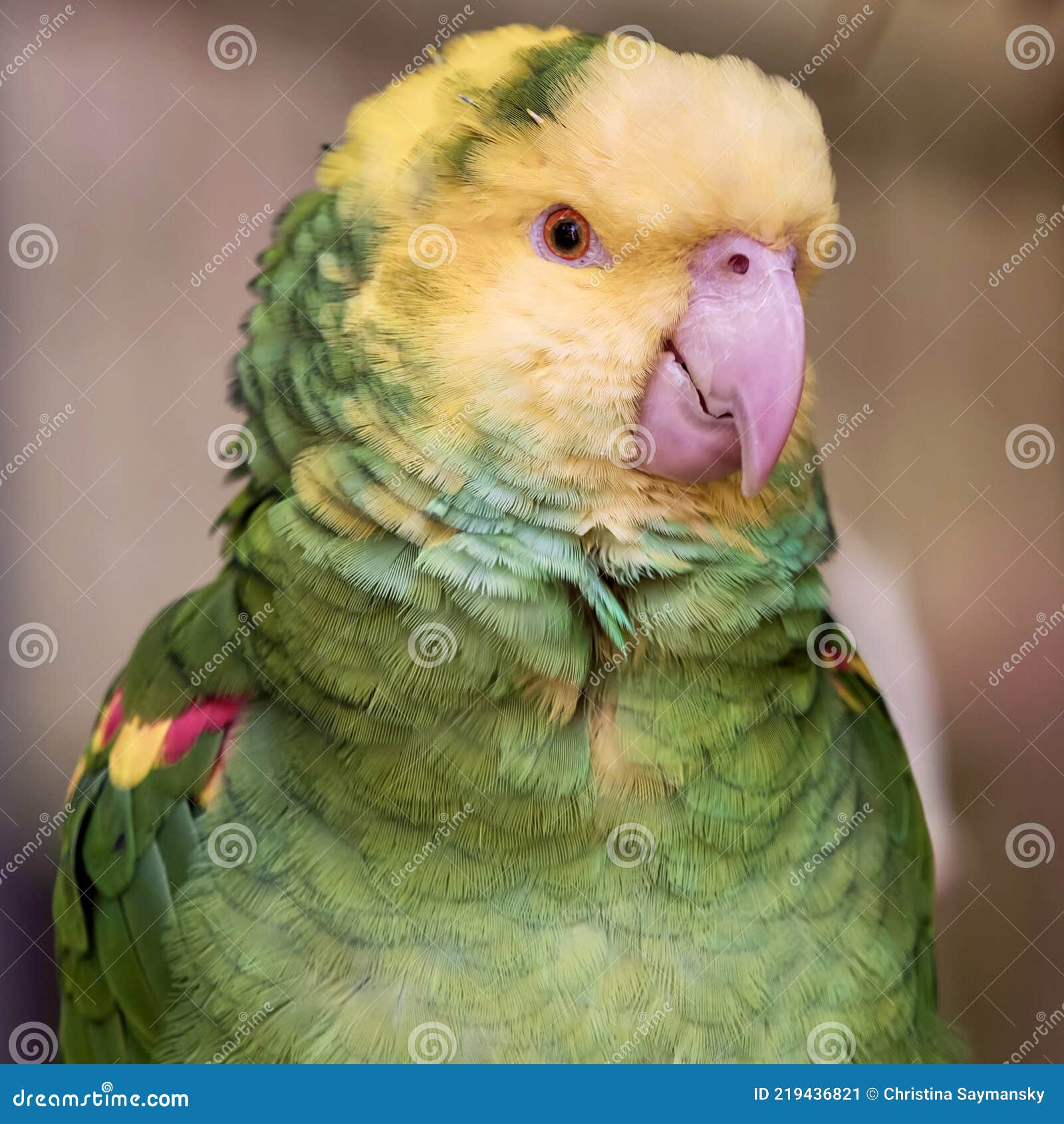 Tropical, Exotic, Talking, Macaw, Parrot, Bird, Wildlife Animal, Perched in  Nature with Vibrant Colors and Eyes Looking at You Stock Image - Image of  perch, talking: 219436821
