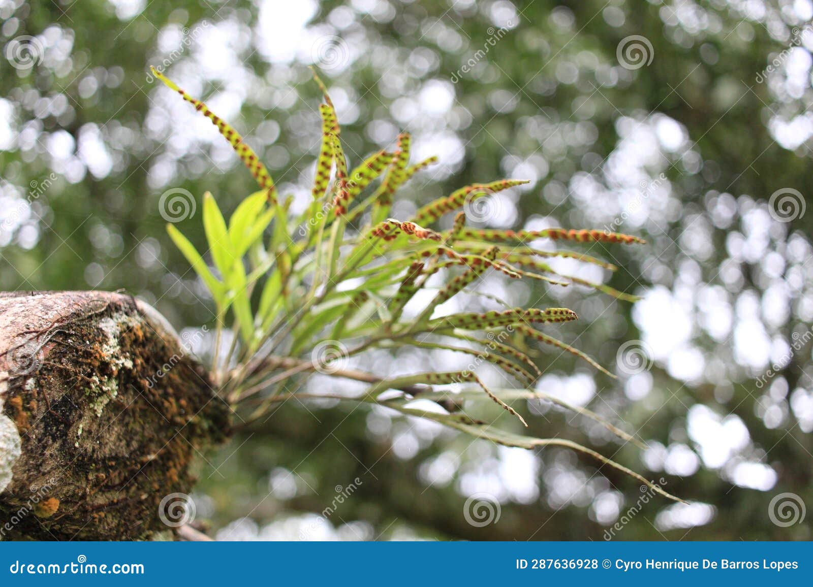 a tropical fern plant pleopeltis macrocarpa growing in a rooftop, teresÃ³polis, rio de janeiro, brazil