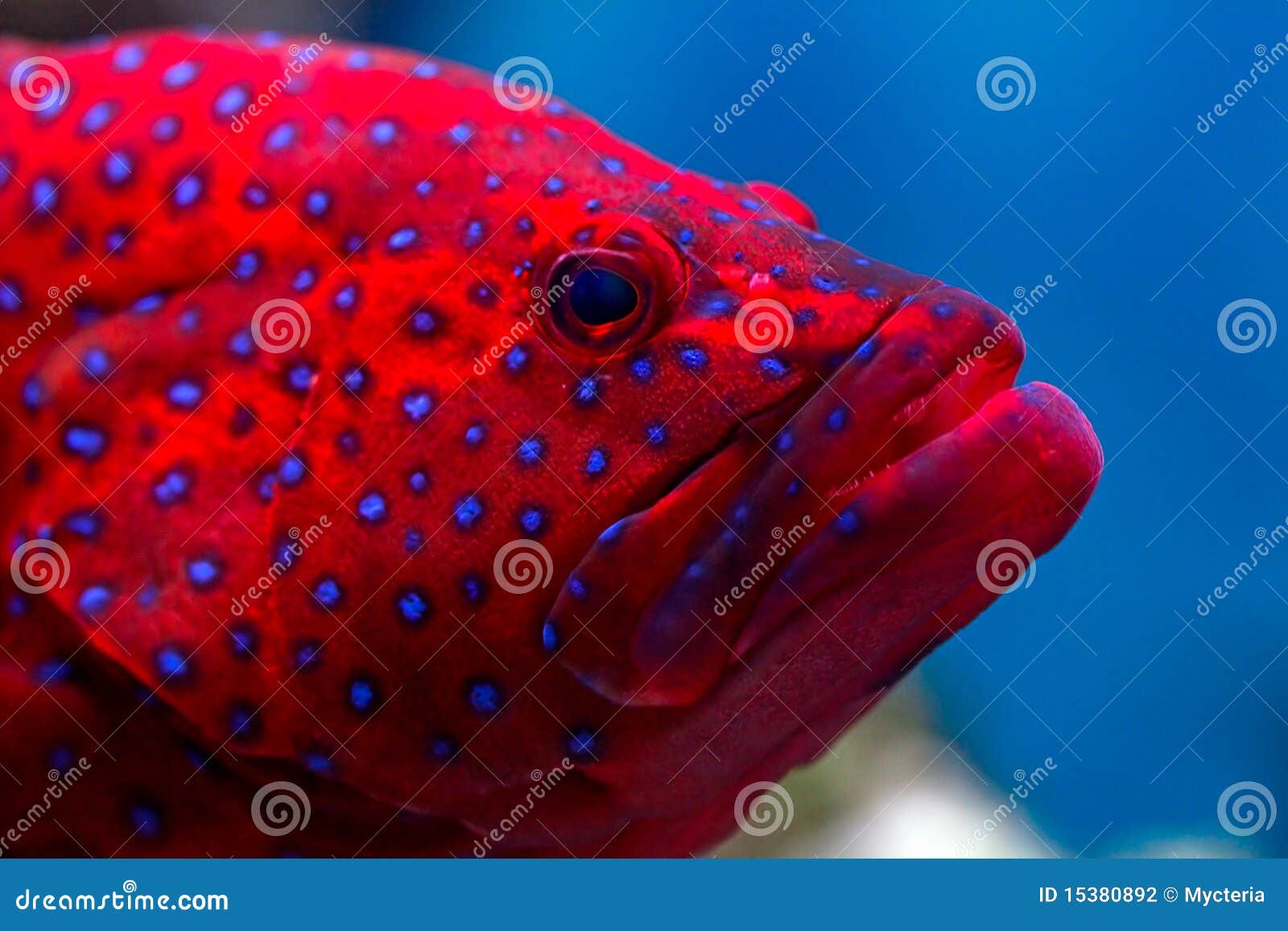 Tropical fish stock photo. Image of egypt, tropical, life 15380892