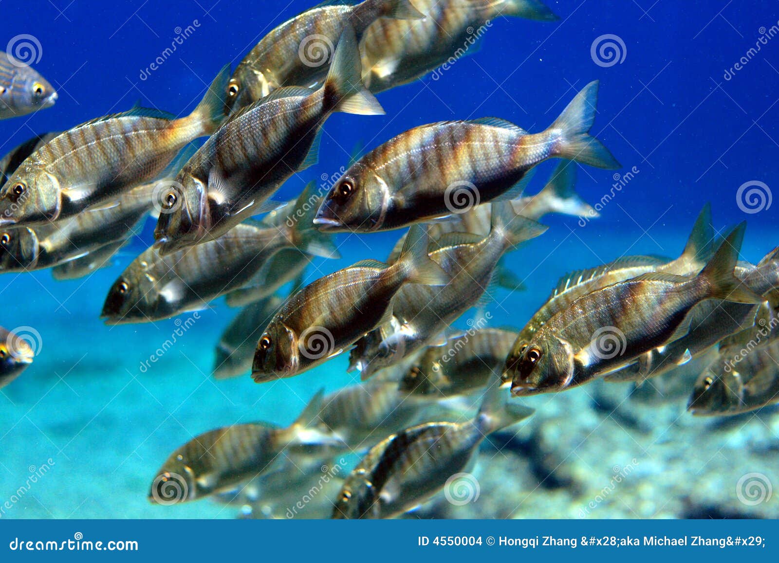 A large school of tropical fish