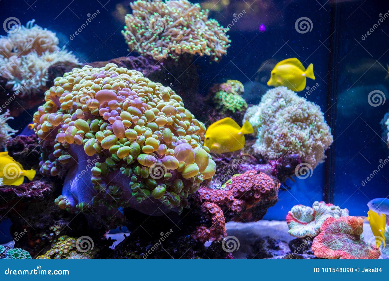 Tropical Fish Butterfly and Corals. Stock Photo Image of bright