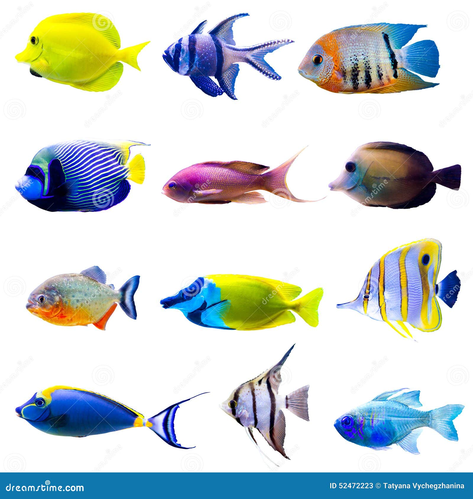tropical fish collection